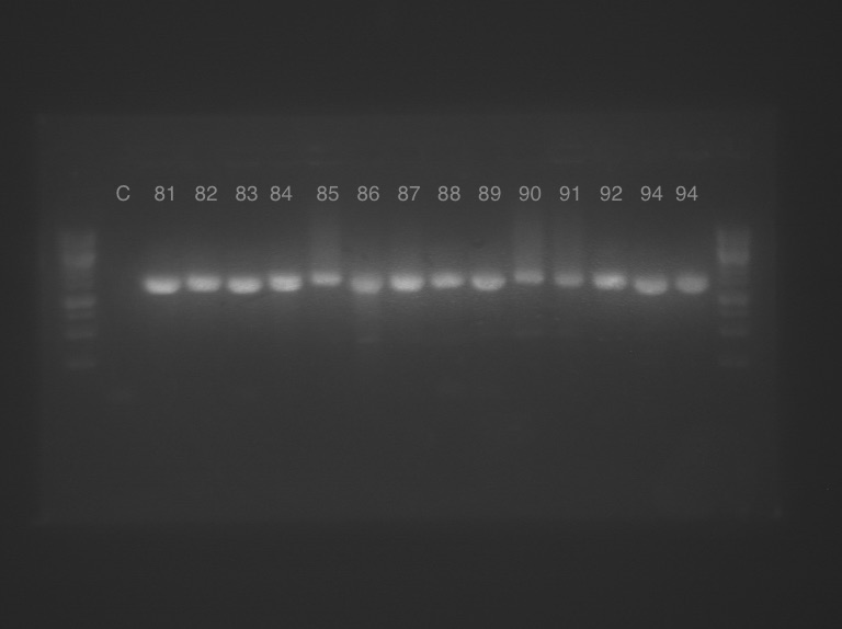 16s PCR 81-94.jpeg