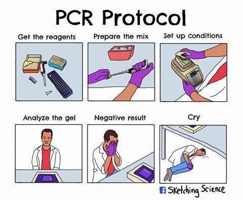 Northeastern PCR Protocol.jpeg