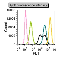 Figure 3: GFP fluorescence intensity