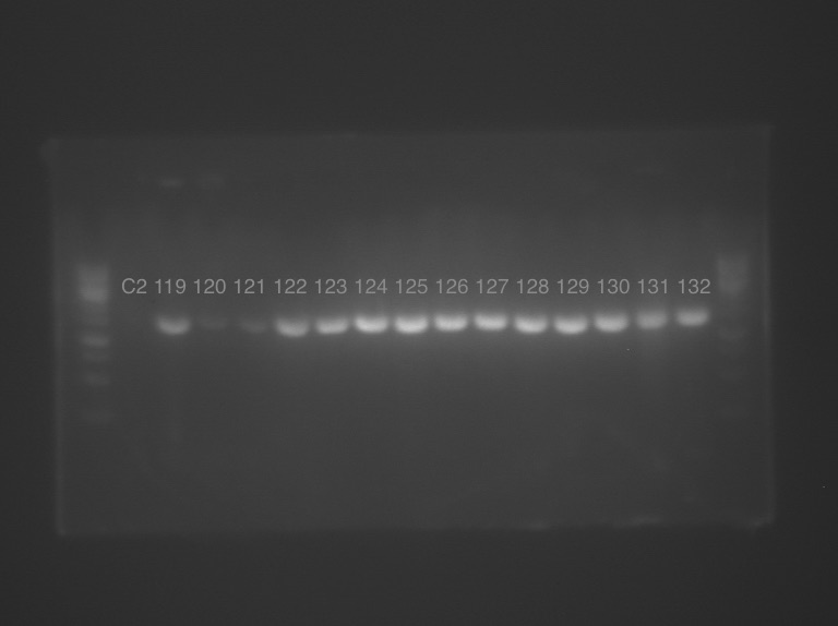 16s PCR 119-132.jpeg
