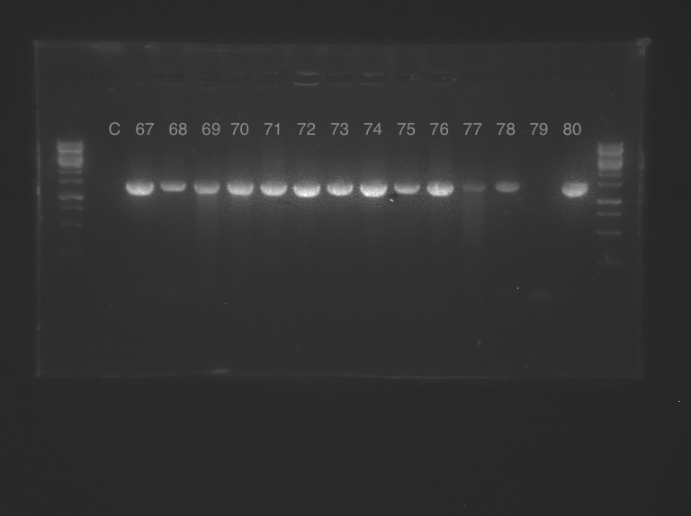 16s PCR 67-80.jpeg