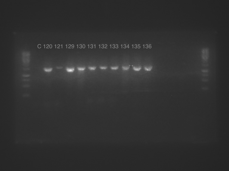 16s PCR 120-136.jpeg