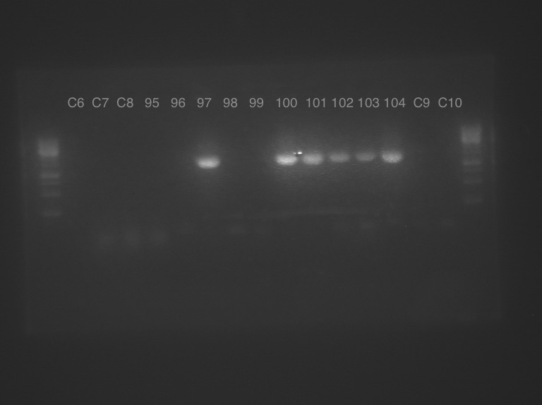 16s PCR 95-104.jpeg