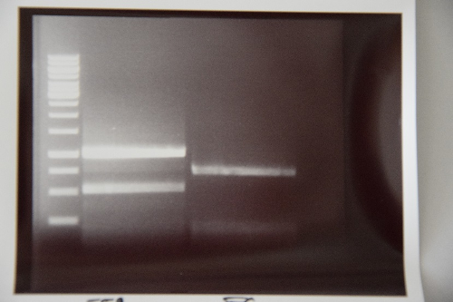 Muc16 Cloning of BirA and EGFR-TMD into pSB1C3 2.png