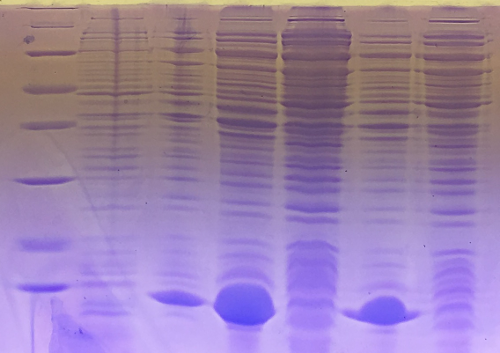 Muc16 SDS gel analysis of recombinant strepatividin expression.png