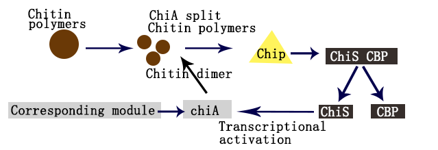 18 BIT Figure Molecular Response Devices Based on Chitin.png
