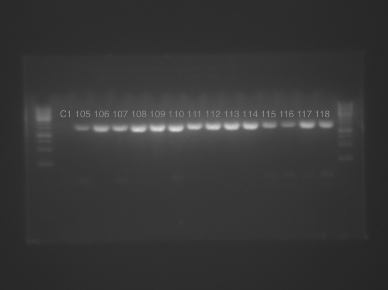 16s PCR 105-118.jpeg