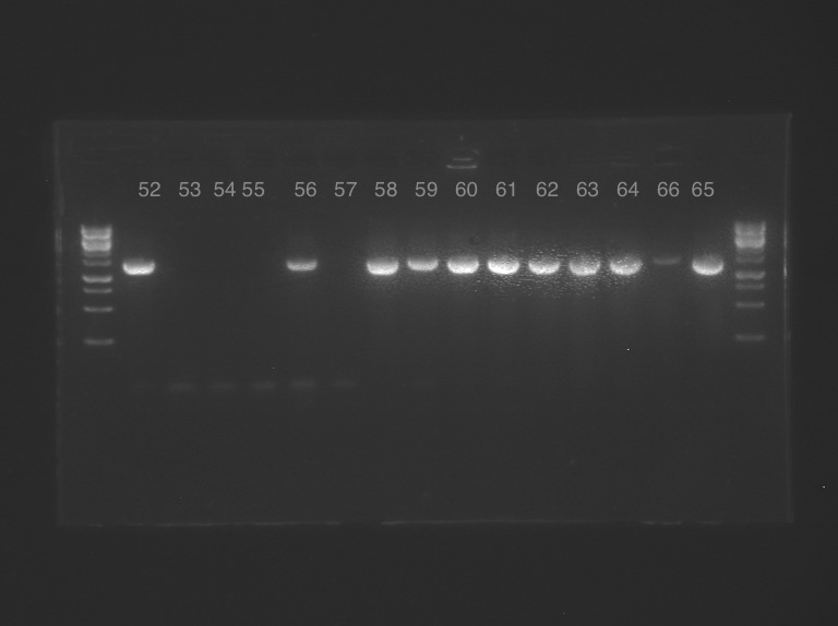 16s PCR 52 66.jpeg