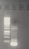 Cloning of gene synthesis 2 into pSB1C3.png