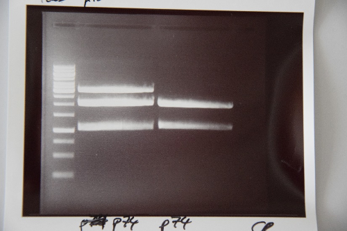 Muc16 Cloning of BirA and EGFR-TMD into pSB1C3.png