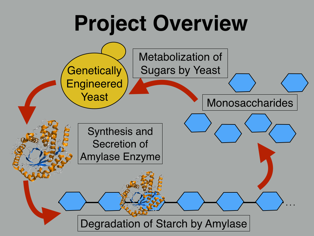 Enzyme Research
