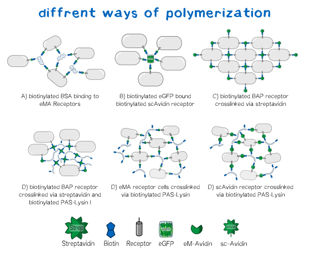 MUC16 polymerization 001.png