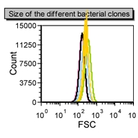 Figure 1: Size of the different bacterial clones