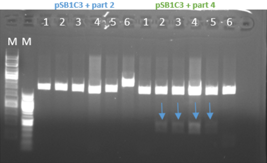 Fig.3 - Restriction of the plasmids pSB1C3 + parts 1+4 with EcoRI and PstI