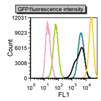 Figure 4: GFP fluorescence intensity