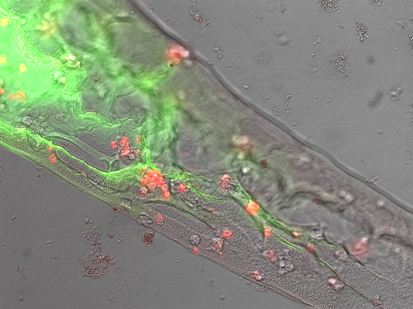 Figure 3:"' Our genetically engineered scAvidin cells in a GFP/BSA protein-polymer