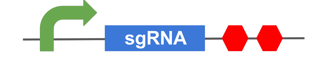 Igemiitm sgRNA.png