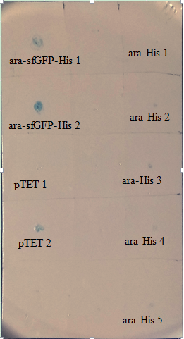 Anti-His Dot blot to check His-tag in BBa_K2168000/8001. pTet -ve control.