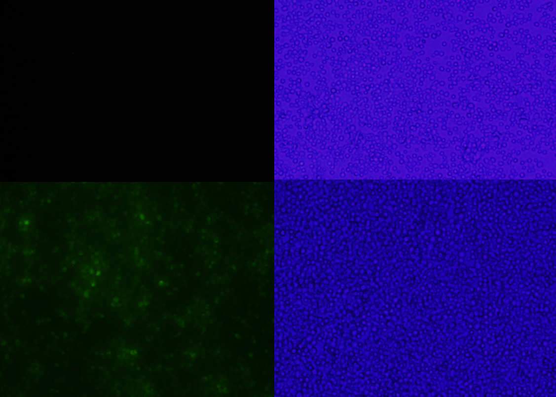 T--RHIT--FluorsenceComparisonpicture.PNG