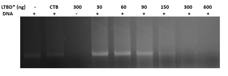 Fig.8 - Binding pSB1C3 plasmid in constant concentration (400ng) to LTBD. gel results indicate that  the optimal concentration of protein that binds 400ng of DNA is 300ng.