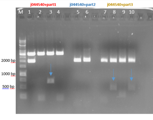 Fig.4 - Restriction of the plasmids j044540 + parts 1+2+3 with EcoRI and PstI