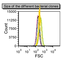 Figure 2: Size of the different bacterial clones