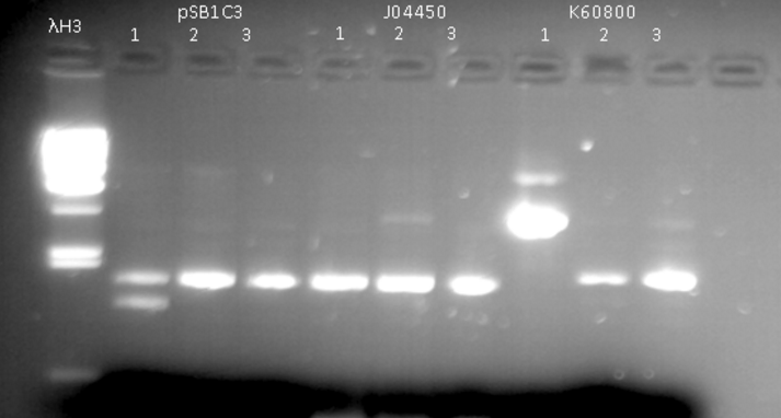 Fig.1 - Extraction of pSB1C3, J04450, K60800