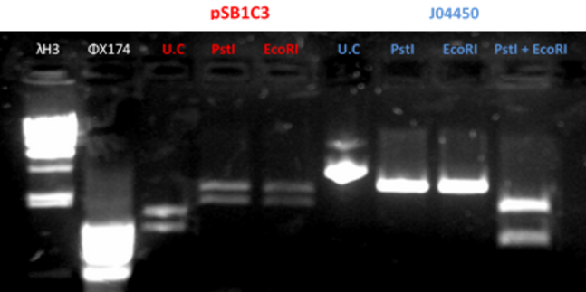 Fig.2 - Restriction of the plasmids pSB1C3 and J04450 with EcoRI and PstI