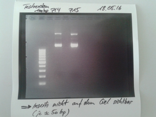 Muc16 Repetition of analytical gel of pSb1C3-AviTag,-A3C5.png