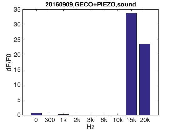 T--SUSTech Shenzhen--response-15k-20k-geco-piezo.png