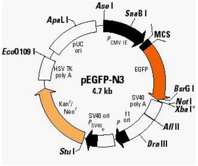 pEGFPN3 plasmid
