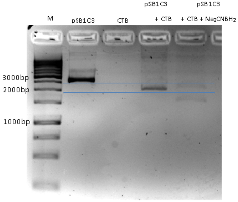 Fig.5 - crosslink product. pSB1C3+CTB migration through agarose gel 3%. First well is the marker, Second well is only pSB1C3, Third well CTB only (for negative control), Fourth Well is pSB1C3+ CTB cross link showing a gel shift due to crosslinking. 