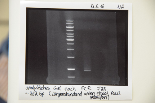 Muc16 analytic after pcr F28.png
