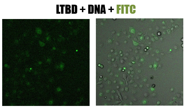 Fig.8 - confucal results. Green staining of epithelial cells (NCI-H1650) by LTBD stained with FITC. LTBD binds specifically GM1 on epithelial cells and enters by endocytosis