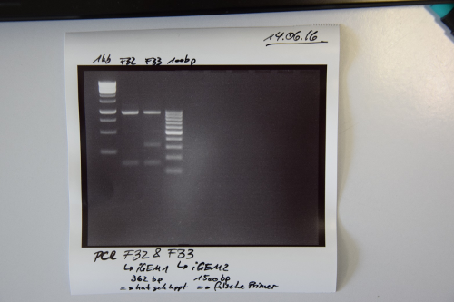 Muc16 PCR F32 F33.png