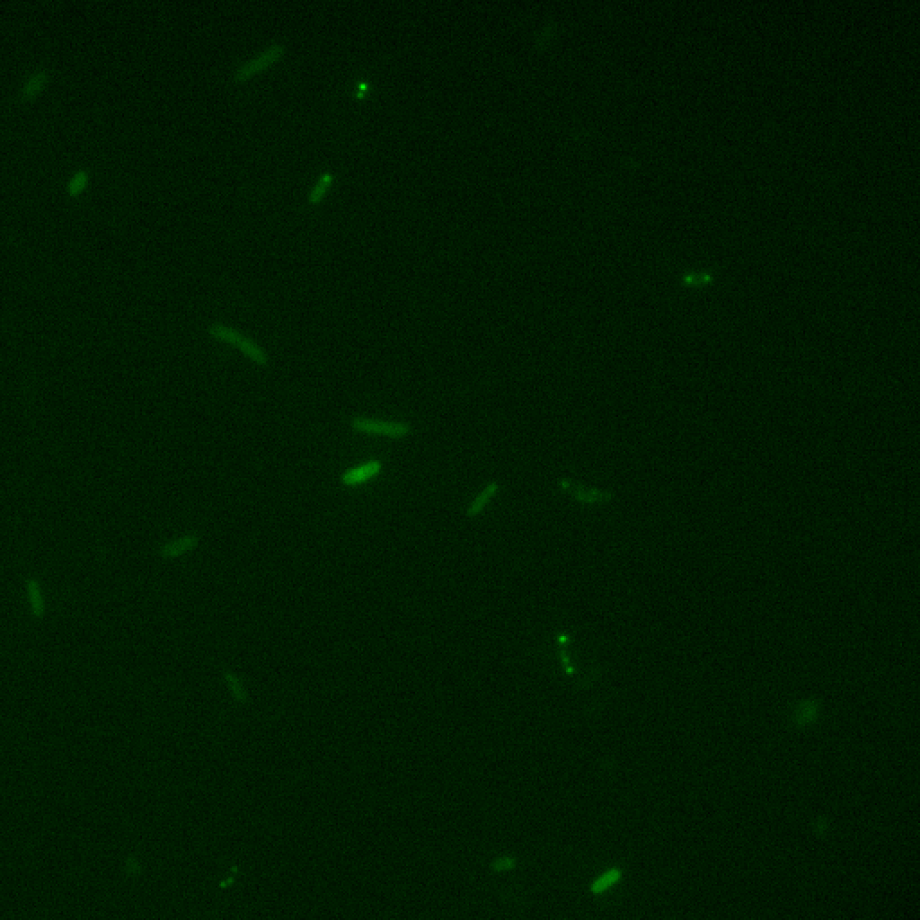 Bacteria transformed with BBa_K2168001 showing fluorescence after induction by Arabinose.